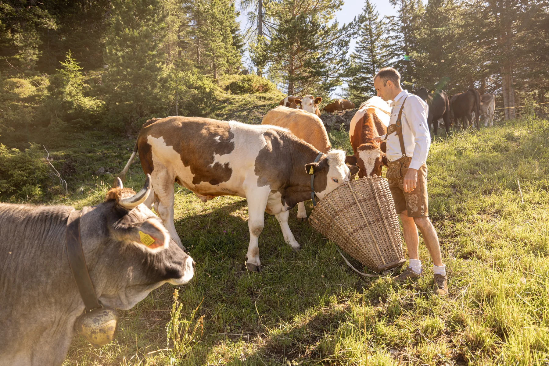 Contadino con le mucche sul pascolo alpino soleggiato