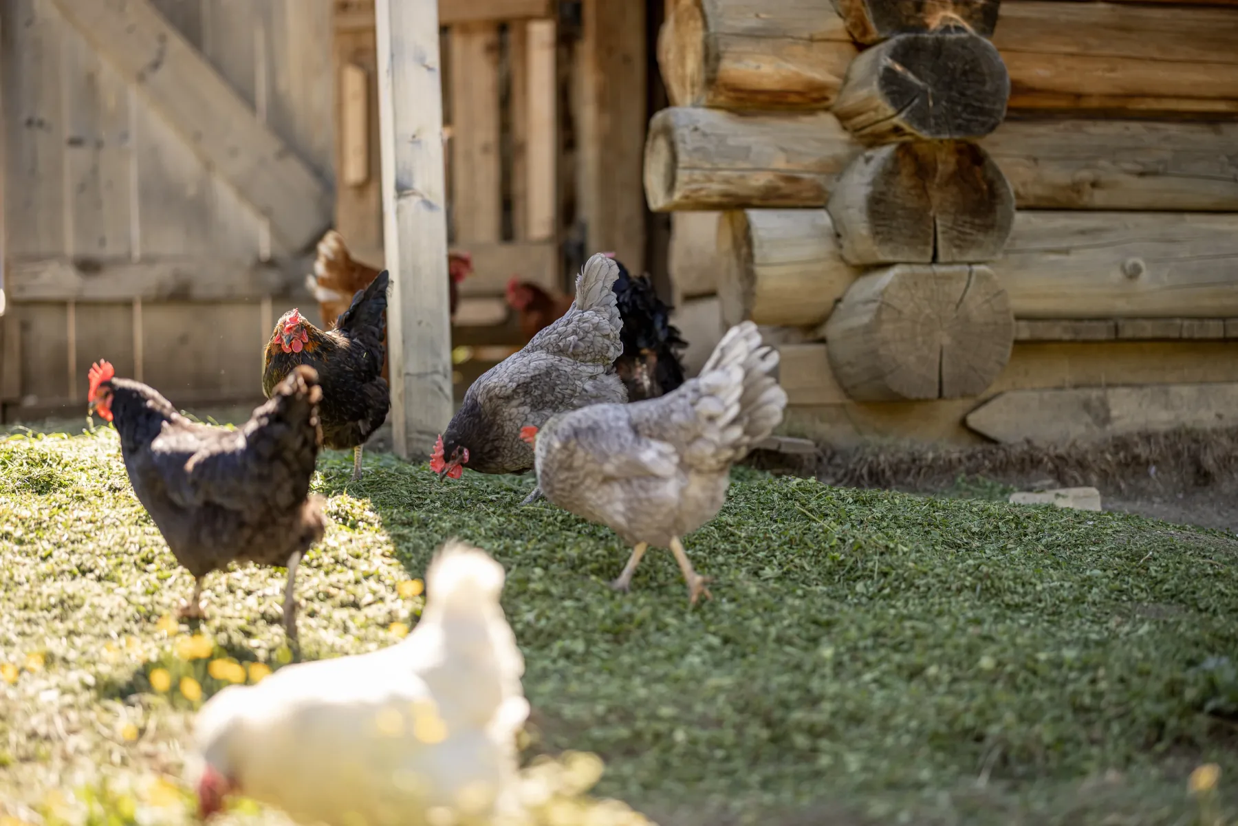 Galline ruspanti davanti al pollaio della Baita Odles