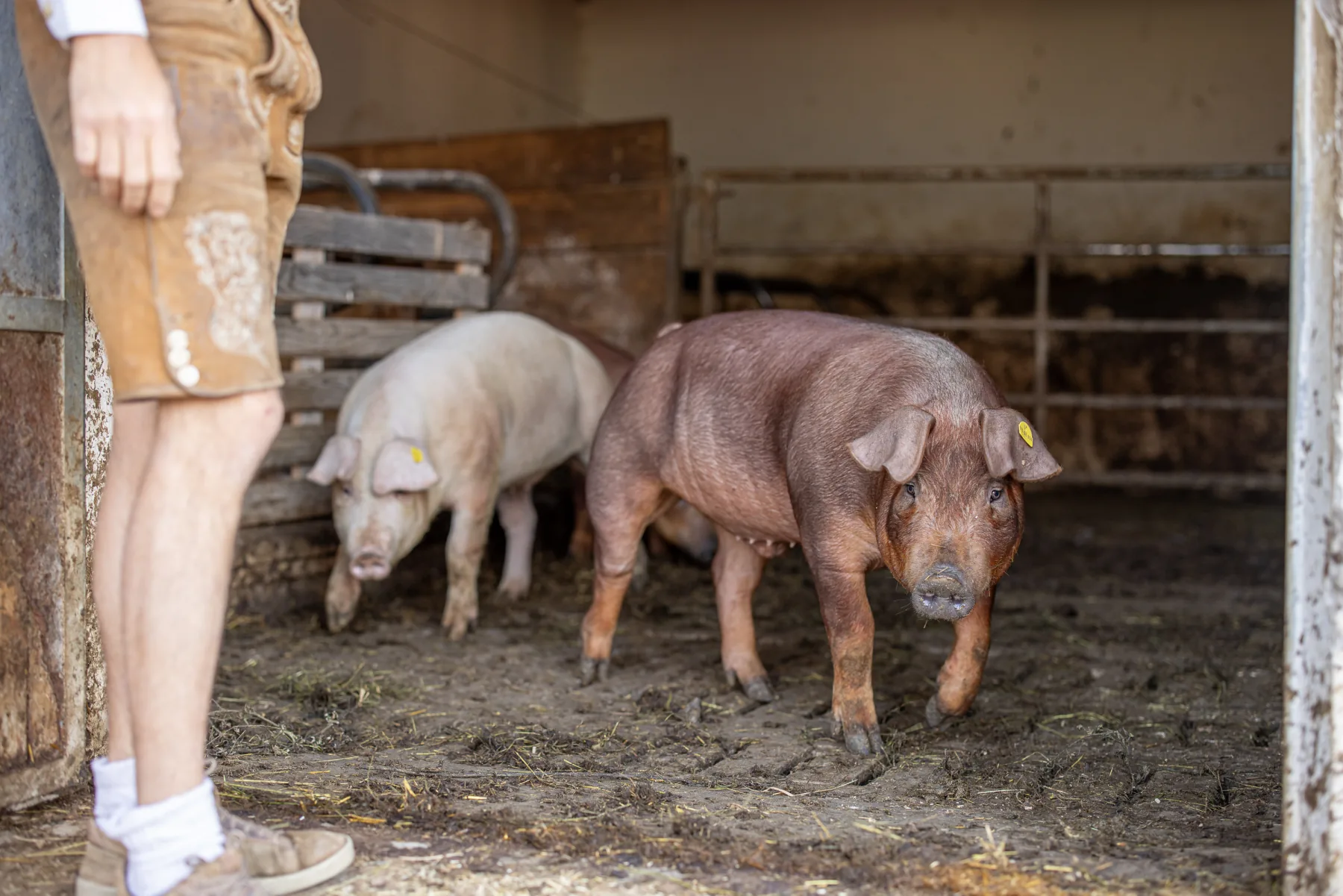 Farm pigs in the barn at Baita Odles