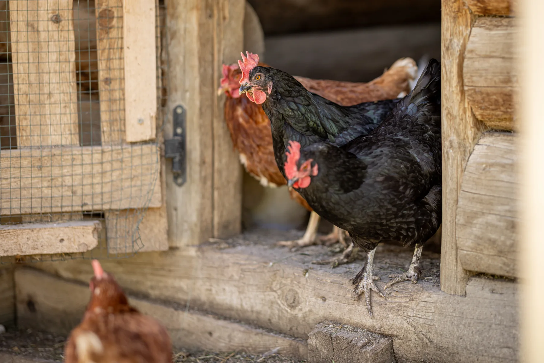 Galline vicino al pollaio della Baita Odles