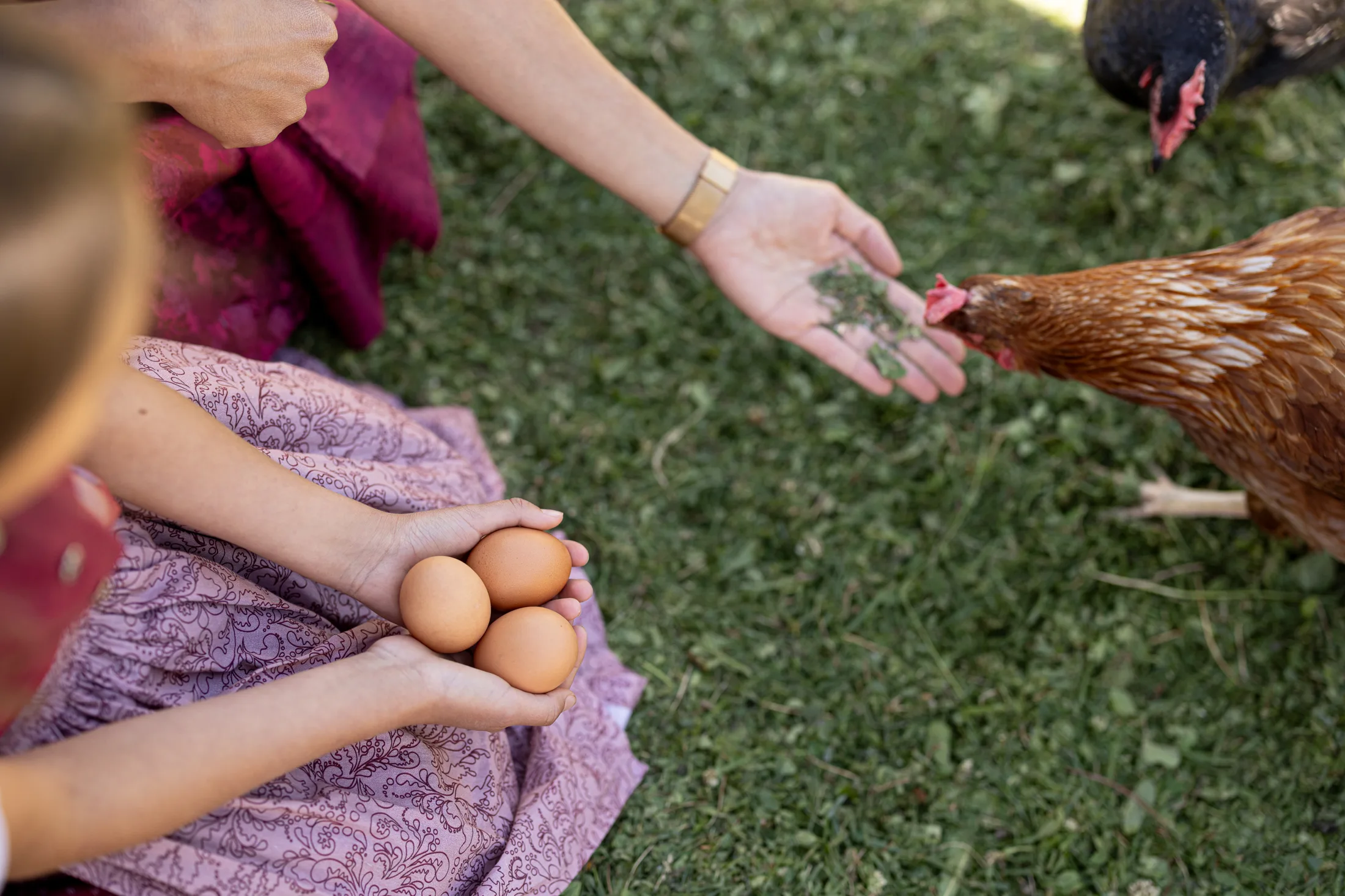 Gallina che viene nutrita, uova fresche in mano