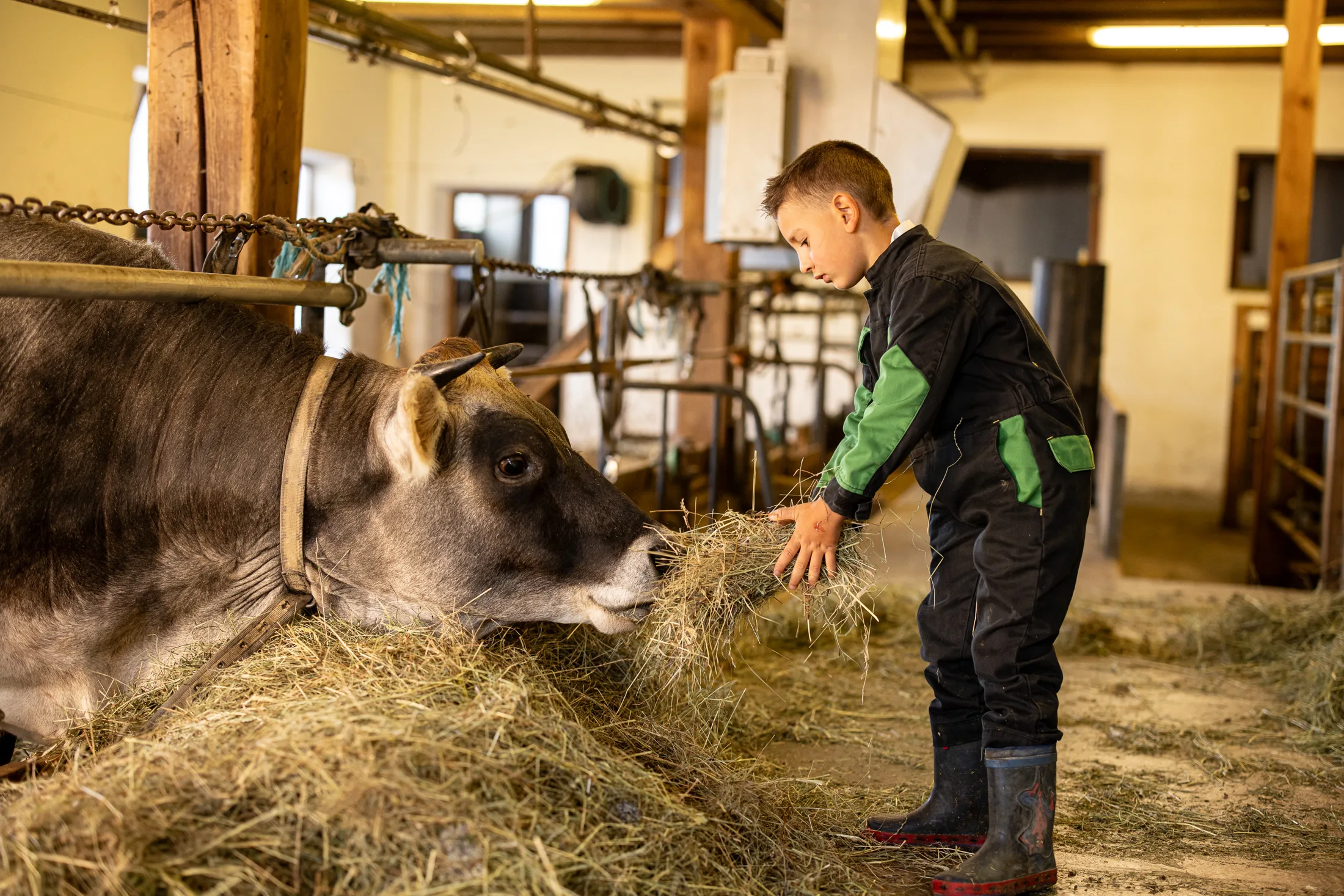 Ragazzo che nutre una mucca nella stalla