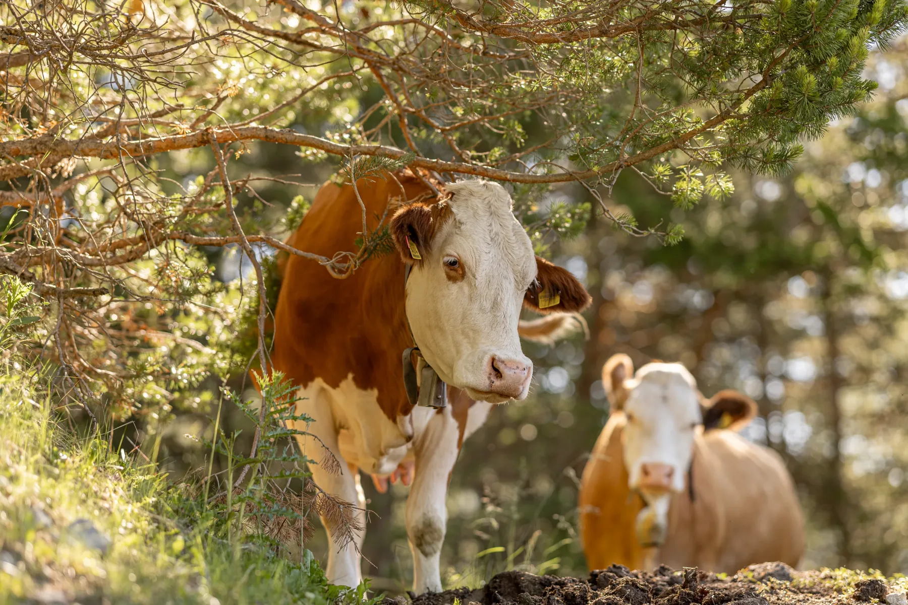 Mucca al pascolo all’ombra dei larici