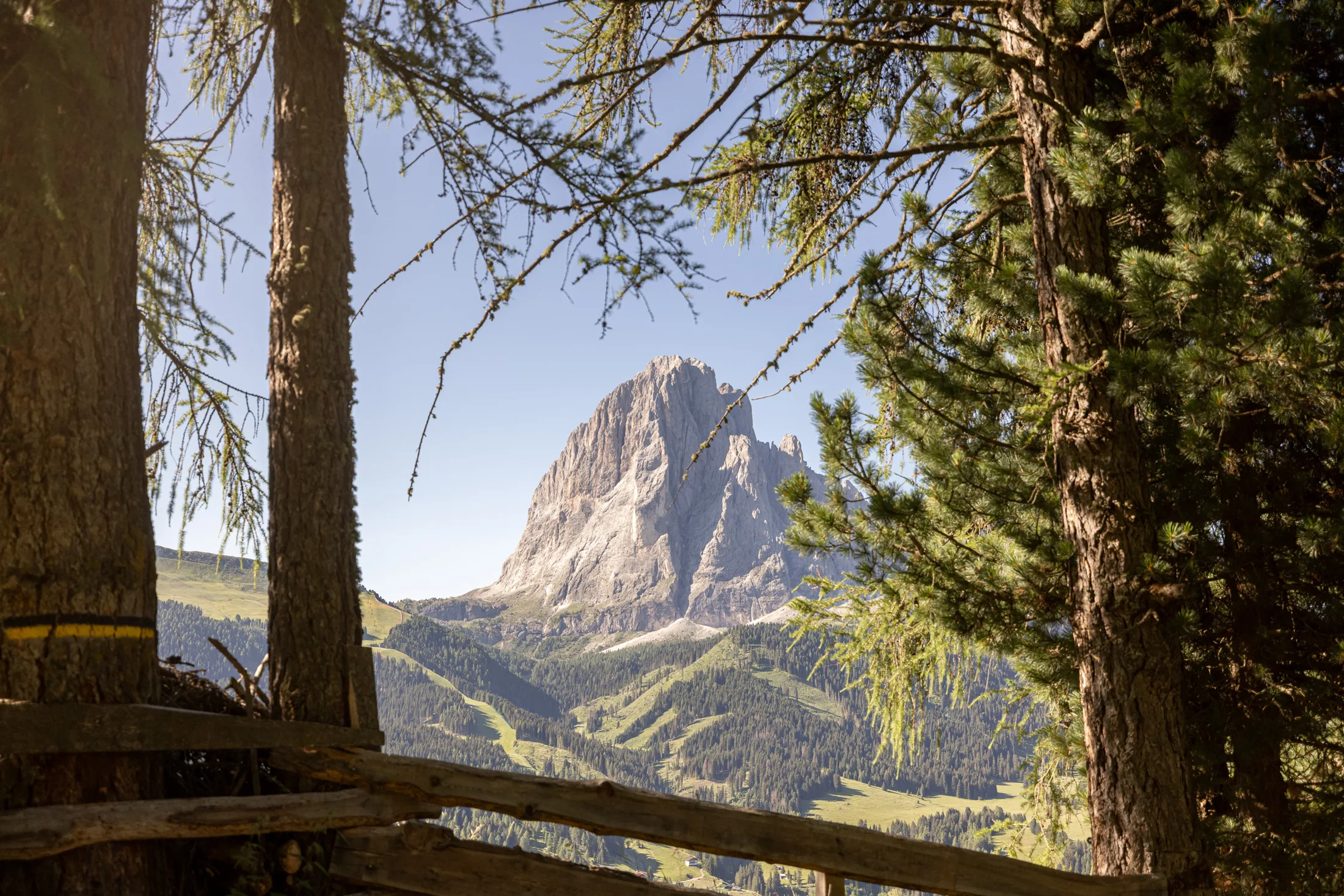 Vista tra i larici verso il Sassolungo lungo il sentiero per la Baita Odles