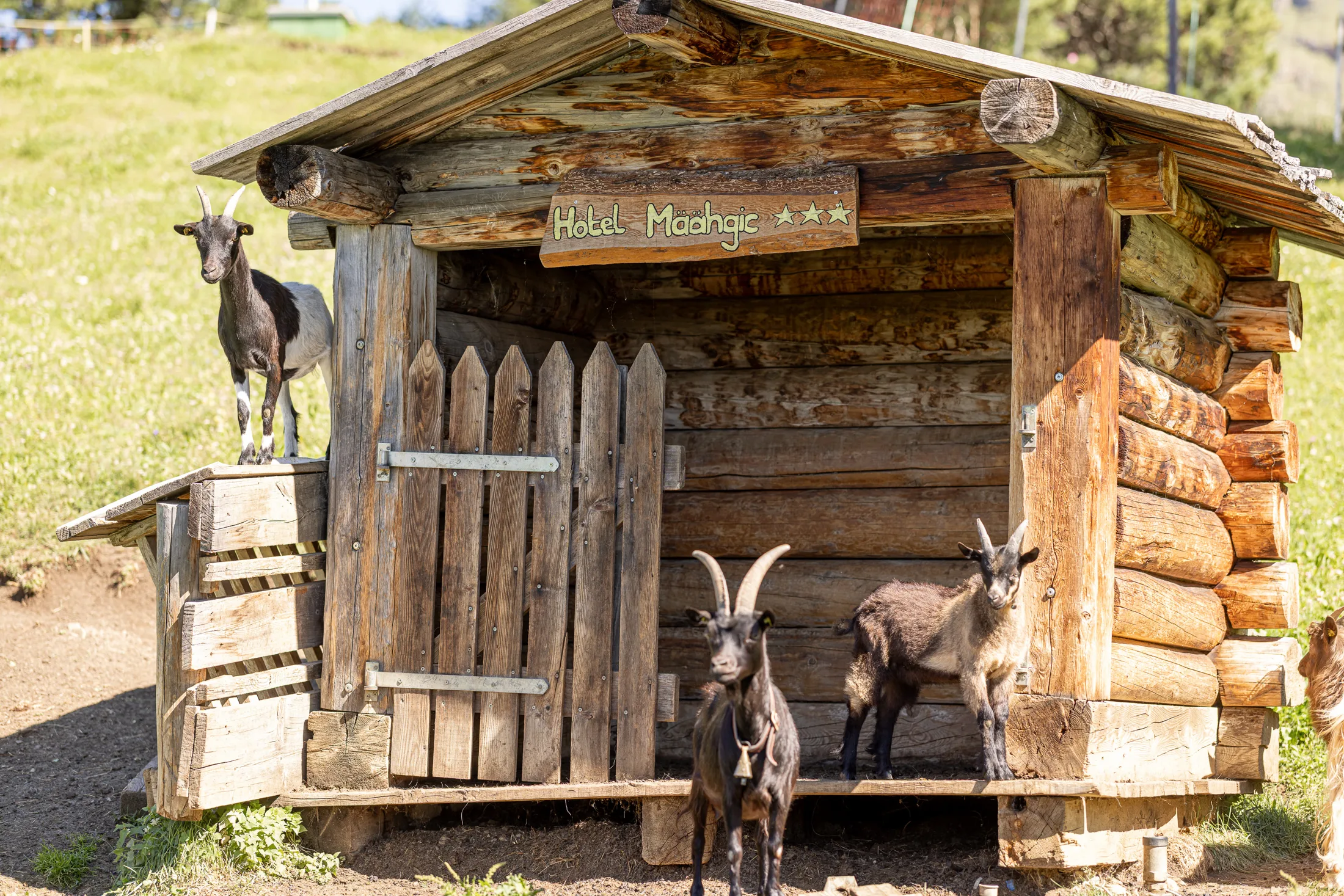 Capre davanti al loro rifugio in legno